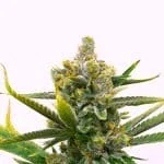 Bruce Banner Fast Feminized Seeds - Kind Seed Co