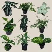 Fern &amp;amp; Foliage Mystery Houseplant 4 Pack - 4 Inch Indoor Houseplants