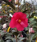 Camellia hybrid ‘Freedom Bell’ TRELLIS
