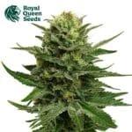 Blue Mystic Feminized By Royal Queen Seeds - Kind Seed Co