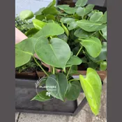 Monstera Deliciosa Live 4" Pot | Swiss Cheese Plant Indoor Tropical Houseplant | Air Purifying Easy Care Plant