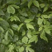Acer negundo Seedling / Tubeling Ellepot