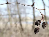 ALNUS RUBRA, Red Alder 40 cubic inch
