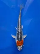 15CM Japanese Imported - Ginrin Tancho Kohaku - Shinoda - QT7 - 69