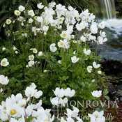 Anemone, Snowdrop