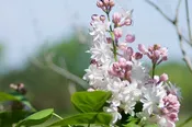 Beauty of Moscow Lilac