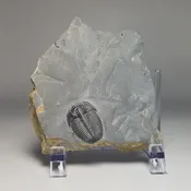 Elrathia kingii Trilobite Fossil Complete 7/8-1 inch