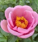 Peony 'Salmon Wonder'  Bare Root — Gardenwerks