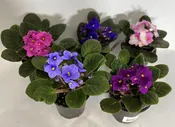 4″ African Violet