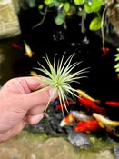 Tillandsia concolor