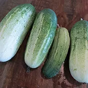 Arkansas Little Leaf Cucumber