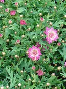 Argyranthemum frutescens ‘Summer Blush Pink’