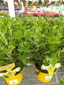 Citrosa (Citronella) 6" Pot