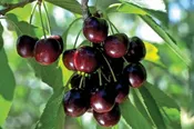 Black Cherry Balsamic Vinegar