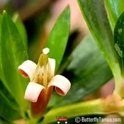 Beach Creeper/Golden creeper (Ernodea littoralis)