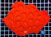 Acan Bower AUS