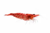 Red Cherry Shrimp for Sale