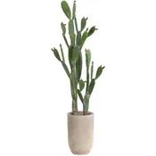64" Bunny Ear Cactus Plant in Cement Planter Green