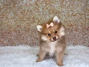 Charm