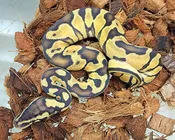 Pastel Enchi Surge ♂
