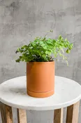 Adiantum 'Maidenhair Fern'