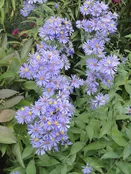 'Bluebird' Smooth Aster
