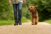 Intermediate Family Dog Training