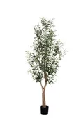 6' Olive Tree