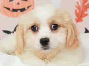 Cavachon – 49683