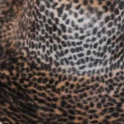 Baby Cheetah Print Long Hair Capeline