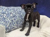 Frenchton – 13900
