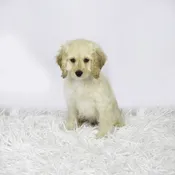 Cockapoo