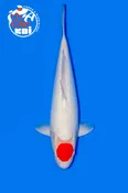 22” Doitsu Tancho kohaku FEMALE