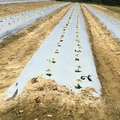 1.0 Mil White on Black Embossed Plastic Mulch