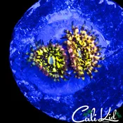 ACID TRIP ZOA MORPH DOUBLE