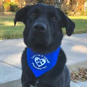 LOAL Bandana