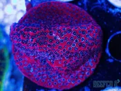 CC Darth Maul Porites