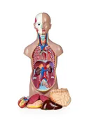 11 Part Sexless Human Torso
