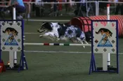 A1630.Beginner Agility – Monday, 4:30 pm