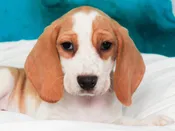 Beagle – 49581