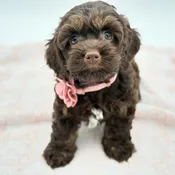 Cockapoo (F) – 31337