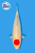 21”  Takigawa Tancho Kohaku Female