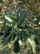 Dwarf Chinkapin Oak (Quercus prinoides)
