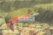 Brook Trout