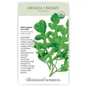 Arugula 'Rocket'