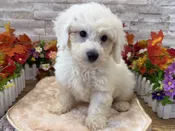 Bichon Frise – 4290
