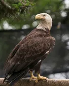 Griffin