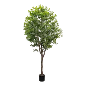 8' Aralia Tree