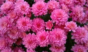 Pink Mum