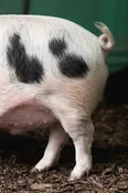 The Family Pig II